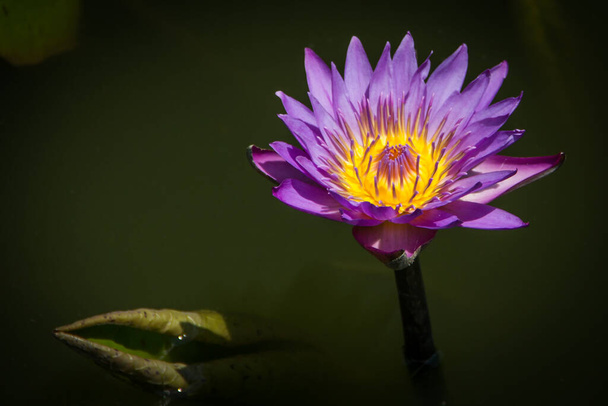 Lila Lotusblume mit grünem Blatt in einem Teich - Foto, Bild