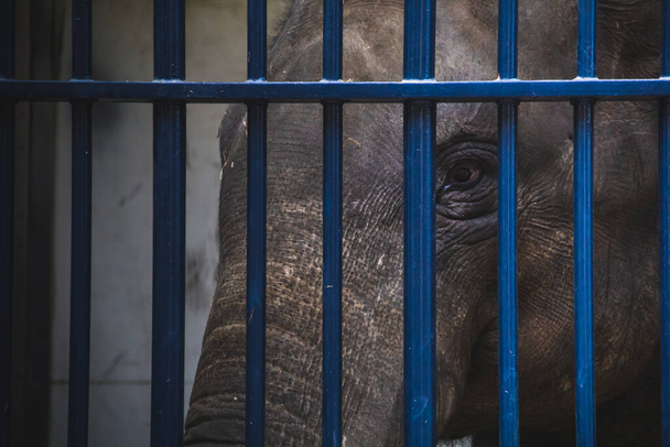 Poor Elephant behind blue bars - Photo, Image