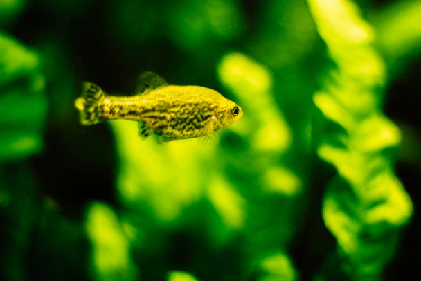 Kleine leuchtend gelbe Fische mit schwarzen Flecken, grüner Hintergrund - Foto, Bild