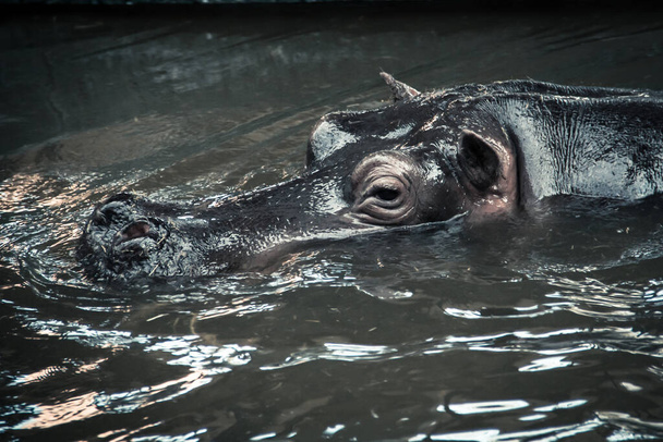 Duży ssak - Hipopotam pływający na rzece - Zdjęcie, obraz