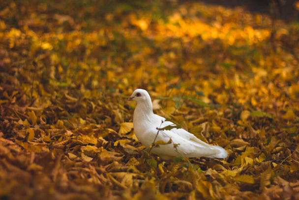 Sonbahar yapraklarının üzerinde duran beyaz güvercin, Brüksel, Belçika. - Fotoğraf, Görsel