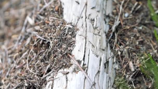 120fps slow motion close-up mierenkolonie op een dode witte boom met veel mieren in beweging - Video
