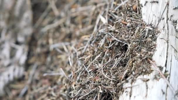 120fps hidastettu liike lähellä muurahaispesäkettä kuolleessa valkoisessa puussa, jossa on paljon muurahaisia liikkeellä - Materiaali, video