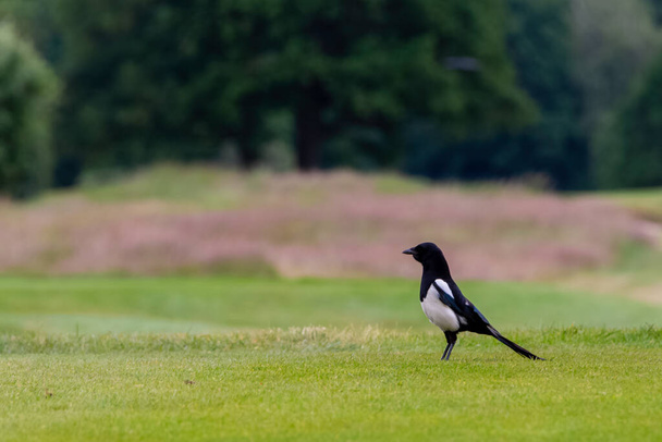 Pica pica known as Eurasian, European or common magpie in British park - London, United Kingdom - Photo, Image