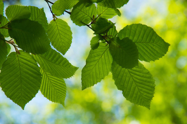 Green leaves background texture - Valokuva, kuva
