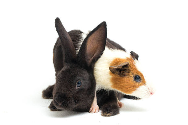 Cute little rex black rabbit and guinea pig isolated on white background - Photo, Image