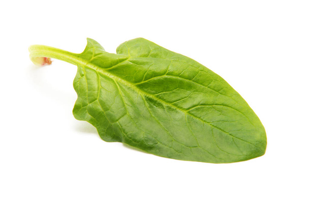 grünes Spinatblatt auf weißem Hintergrund - Foto, Bild