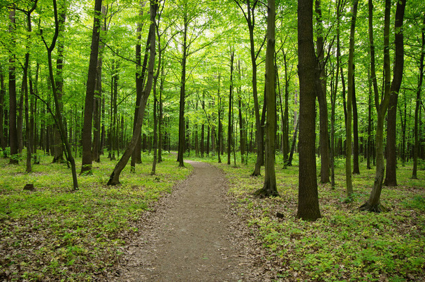 Путь в весеннем зеленом лесу - Фото, изображение