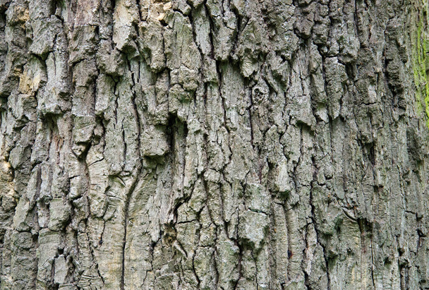 Tree bark background texture - Photo, Image