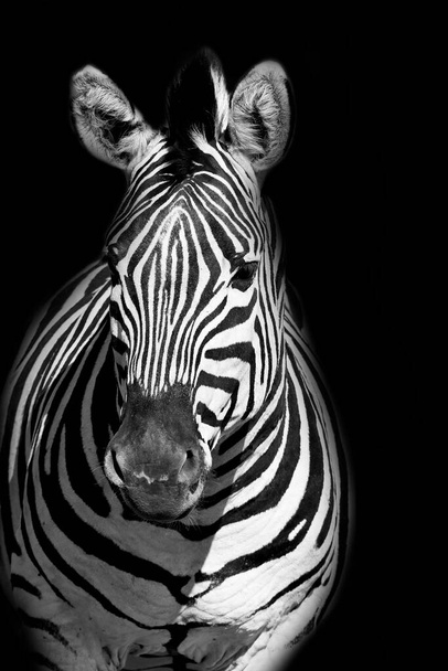 beautiful Zebra portrait in black and white on a black background - Photo, Image