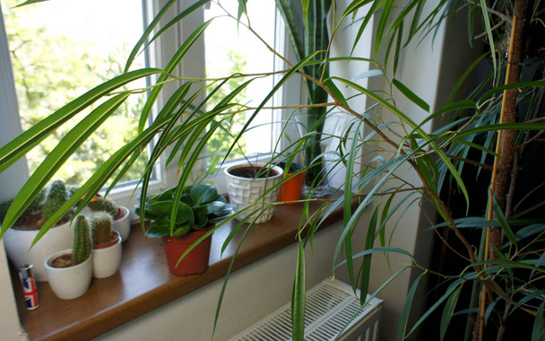 Мікс модних красивих кімнатних рослин у вазонах
                 - Фото, зображення