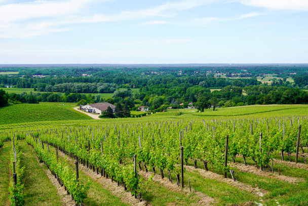 Виноградники Сент-Эмилиона летом
 - Фото, изображение