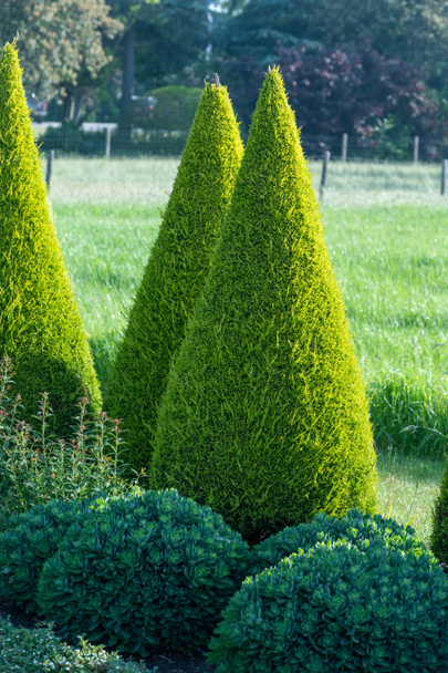 Arboles de coníferas cónicas verdes bien arreglados en el jardín
 - Foto, imagen