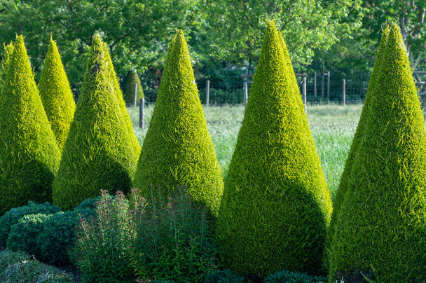 Arbres de conifères thuja coniques verts bien entretenus dans le jardin - Photo, image