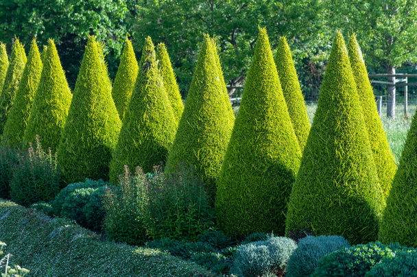 Hyvin hoidettu vihreä kartiomainen thuja havupuita puutarhassa - Valokuva, kuva