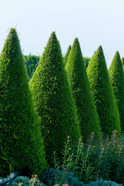 Well groomed green conical thuja coniferous trees in garden - Photo, Image