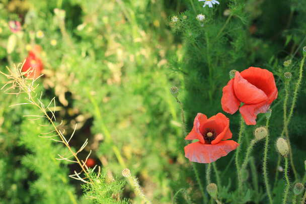 красный мак растет в поле в хороший солнечный летний день
 - Фото, изображение