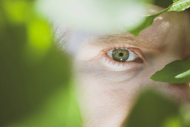 Ojo verde masculino de cerca mirando en el marco a través de las hojas verdes
. - Foto, imagen