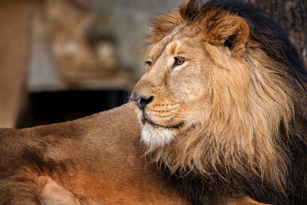 Fechar com relaxante macho de leão
 - Foto, Imagem