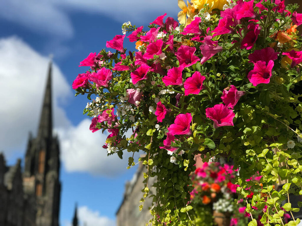 İnbotlu renkli çiçekler, Edinburgh 'daki toplantı salonu, Scotlan - Fotoğraf, Görsel