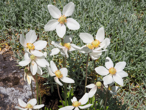 Anemone sylvestris, flores brancas da anêmona da gota de neve em um jardim no verão
. - Foto, Imagem