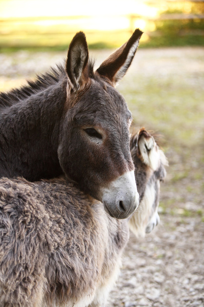 Família de burros
 - Foto, Imagem