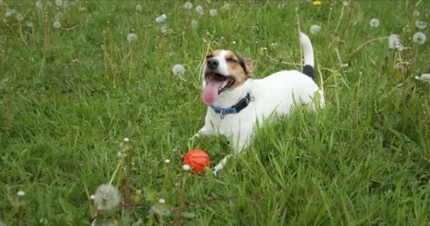 Small dog of the Jack Russell Terrier breed is lying on a green meadow with its tongue hanging out. - Footage, Video