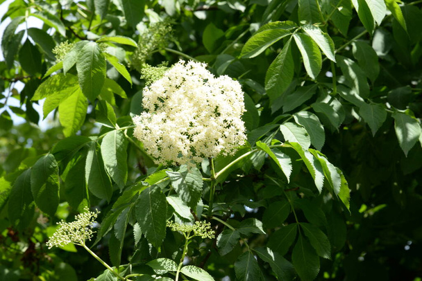 Elderberry (Sambucus) - рід квіткових рослин родини Adoxaceae.. - Фото, зображення