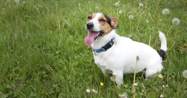 Kleine hond van het Jack Russell Terrier ras zit op een groene weide, zijn tong hangt uit. - Video