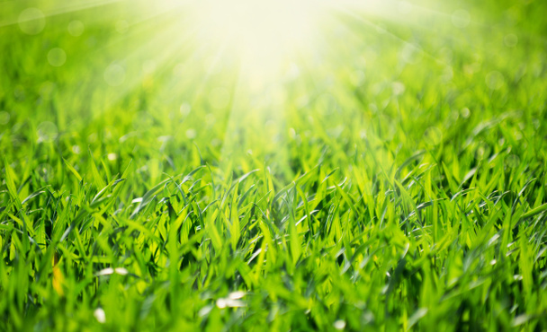 Textura de hierba verde de un campo y sol
 - Foto, Imagen