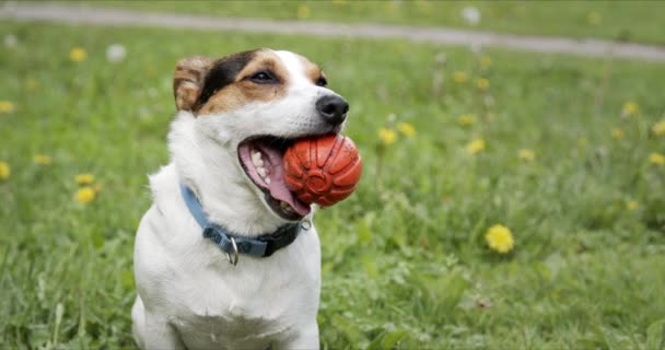 Kleine Jack Russell Terrier hond zit met een bal in zijn mond op een groene weide, zijn tong hangt uit. - Video