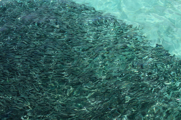Escola de peixes lotando a água perto da superfície em águas tropicais oceânicas em Sumatra Ocidental, Indonésia
 - Foto, Imagem