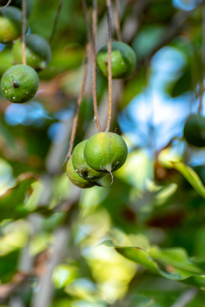 Ripe tropical macadamia nuts handing on macadamia tree ready for harvest close up - Photo, Image
