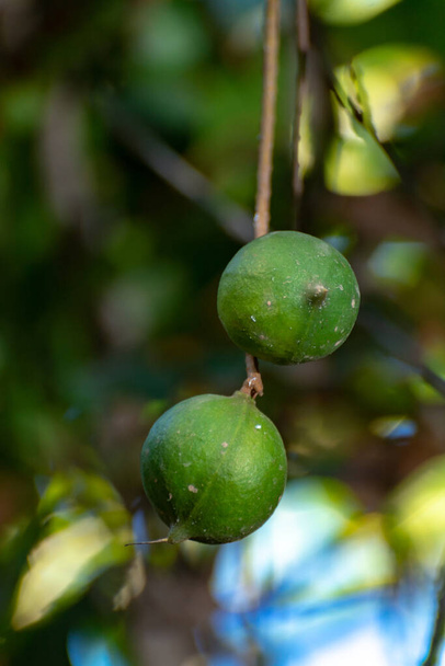 マカダミアの実をマカダミアの木に手渡す熟した熱帯のマカダミアの実は収穫の準備ができて閉じる - 写真・画像