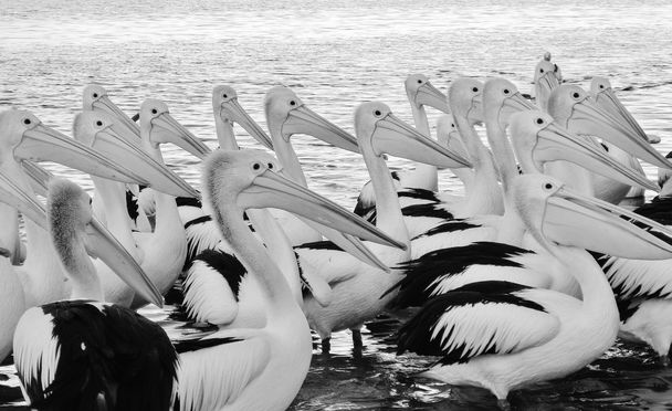 Stock Photo - Grand troupeau de pélican blanc reposant au bord de l'eau
 - Photo, image