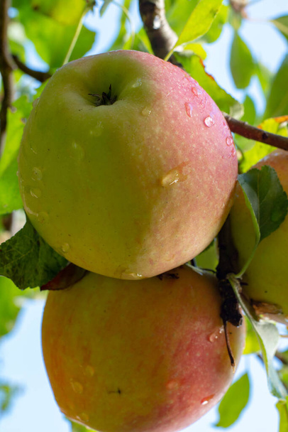Grande braeburn maçãs rasgando na árvore de maçã de perto
 - Foto, Imagem