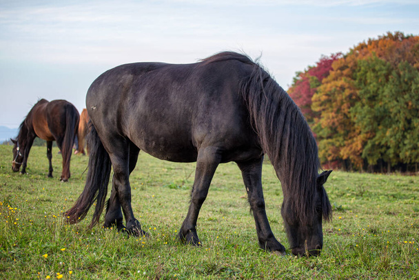 Őszi portré gyönyörű fríz kancáról. Fekete fríz ló. - Fotó, kép