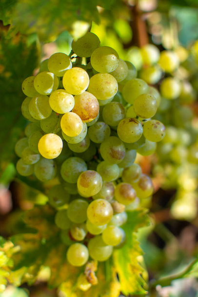 Új szüret a fehérbor szőlő riesling közeli - Fotó, kép