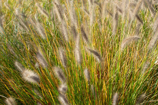 Decorative garden plant green pennisetum close up in sunny day - Photo, Image