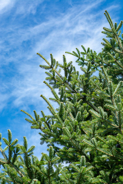 Immergrüne sibirische Tanne, Symbol für Weihnachtsbaum und blauen Himmel - Foto, Bild