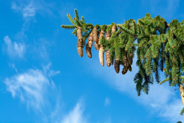 Picea schrenkiana evergreen fir tree with many long cones on blue sky background copy space - Фото, изображение