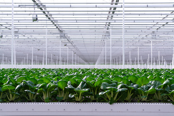 Agriculture aux Pays-Bas, immense serre avec des rangées de choux chinois en croissance Bok choy, pak choi ou pok choi sur hyproponique
 - Photo, image