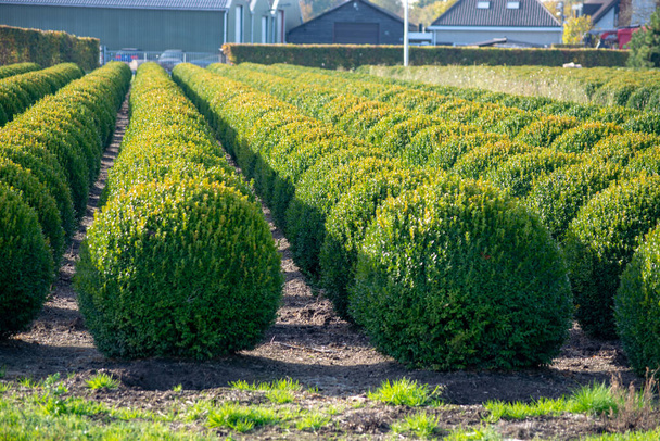 Pépinière de buxus ou de buis à feuilles persistantes aux Pays-Bas, plantation de grosses billes d'arbres ronds en rangées lors de l'invasion de la teigne du buis en Europe
 - Photo, image