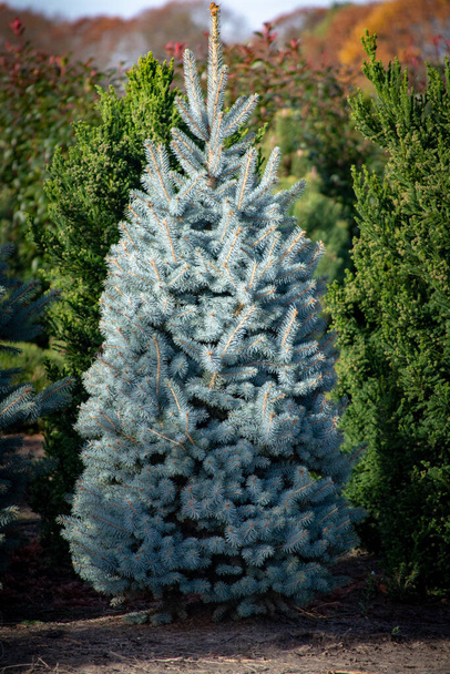 Beautiful young Colorado blue spruce growing on plantation in Netherlands, natural Christmas tree for Christmas holidays - Photo, Image