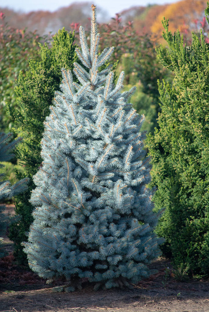 Piękny młody Kolorado niebieski świerk rośnie na plantacji w Holandii, naturalne choinki na święta Bożego Narodzenia - Zdjęcie, obraz
