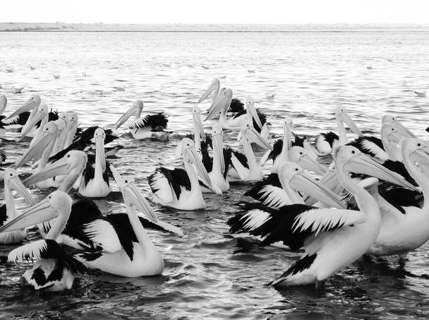 Zdjęcie - Pelikan różowy stada odpoczynku na krawędzi wody - Zdjęcie, obraz