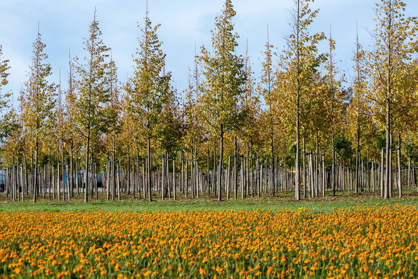 Plantação de árvores em viveiro de árvores na Holanda, especializada em árvores de tamanho médio a muito grande e canteiro de flores colorido com tagetes flores no outono
 - Foto, Imagem