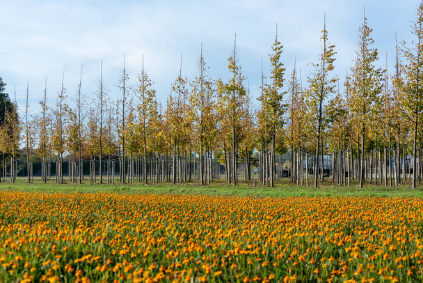Plantação de árvores em viveiro de árvores na Holanda, especializada em árvores de tamanho médio a muito grande e canteiro de flores colorido com tagetes flores no outono
 - Foto, Imagem