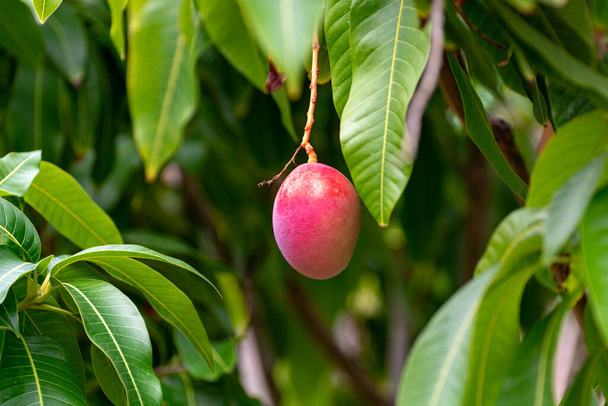 Тропічне дерево манго з великими стиглими манго, що росте в саду на острові Гран - Канарія (Іспанія), вирощує плоди манго на плантації.. - Фото, зображення