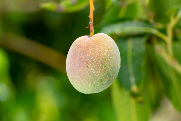 Manguier tropical avec de gros fruits mûrs de mangue poussant dans le verger sur l'île de Gran Canaria, Espagne, culture de mangues sur plantation
. - Photo, image